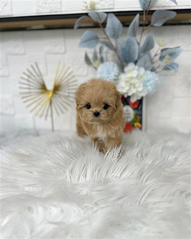 $350 : MALTIPOO EN VENTA image 1