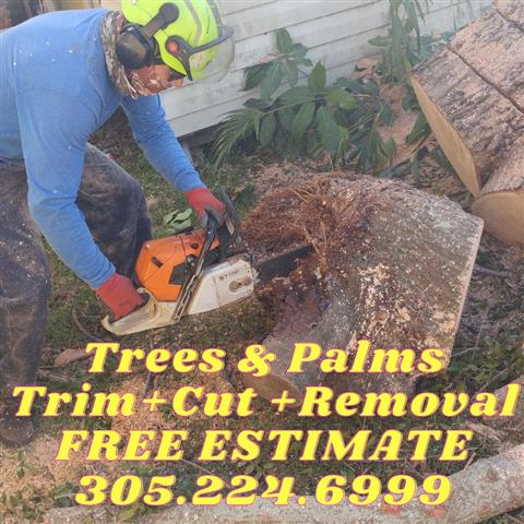 Miami Tree Service image 1