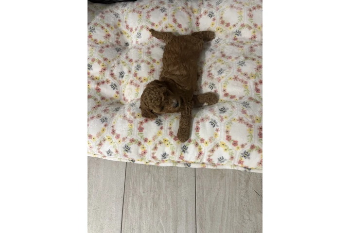 $3000 : Bella image 2