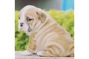 Lindos Bulldogs AKC en adopció en Houston
