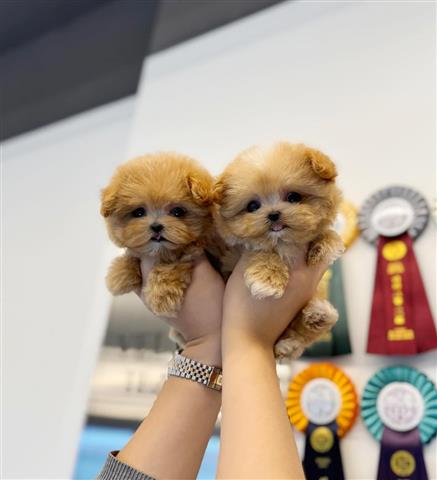 $350 : Precioso cachorro maltipoo image 1