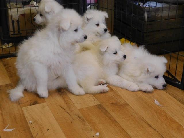 $600 : Samoyed puppies ready for sale image 2