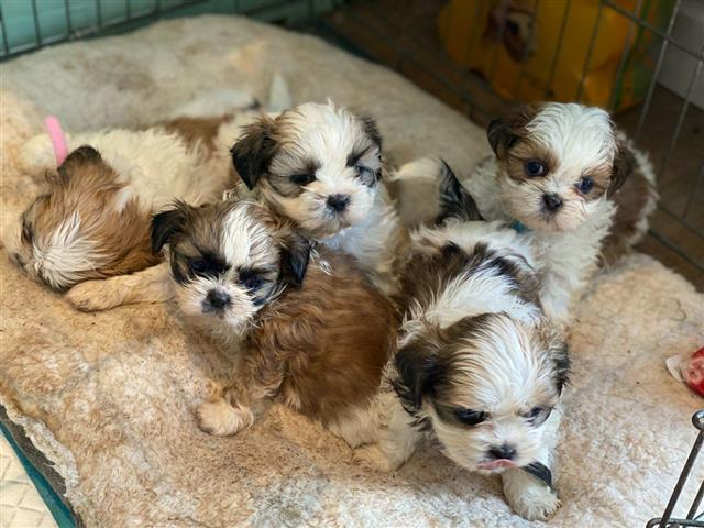 $500 : Playful Shih Tzu puppies. image 1