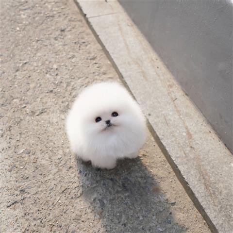 $250 : Pomeranian puppies image 3