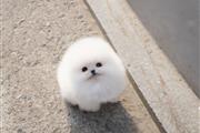 $250 : Pomeranian puppies thumbnail