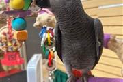 BACK space parrots en New Haven