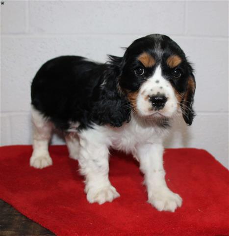 $330 : Cavalier King Charles for Sale image 2