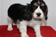 $330 : Cavalier King Charles for Sale thumbnail