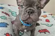 cachorros de bulldog francés en Durango