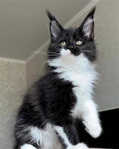 $600 : main coon om muy lindos image 3