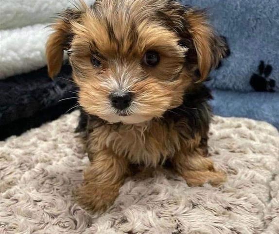 $450 : Tiny Yorkshire Terrier 4 gener image 4