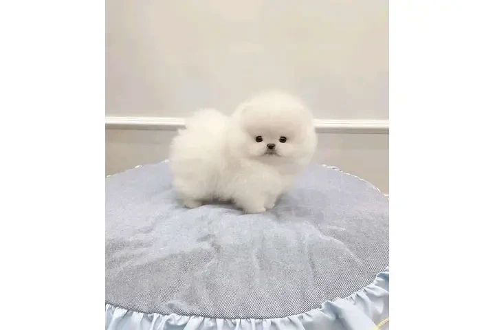 $250 : cachorros de Pomerania 🐶 B-) image 3