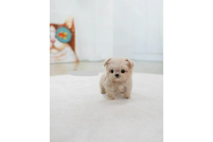 $250 : chihuahuas and Maltese puppy image 5