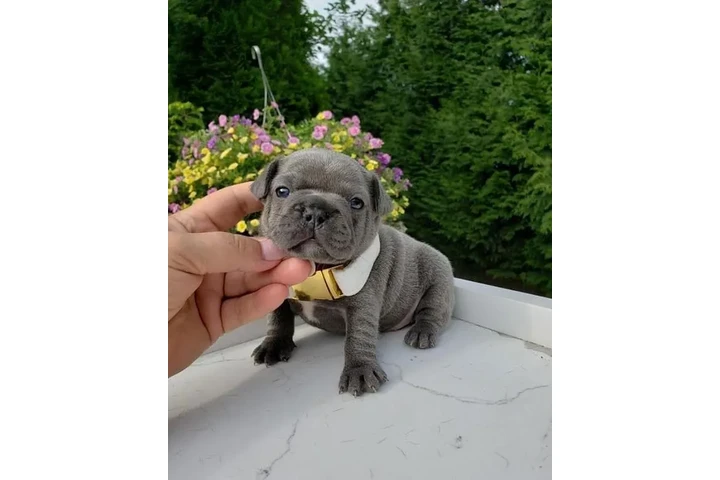 $500 : French bulldog puppies image 6