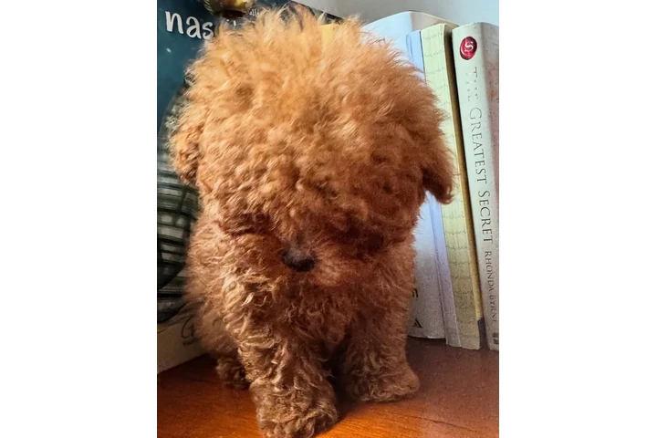 $350 : Caniche toy taza de té image 2