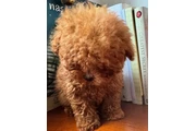 $350 : Caniche toy taza de té thumbnail