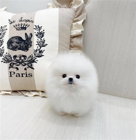 $250 : Pomeranian image 2