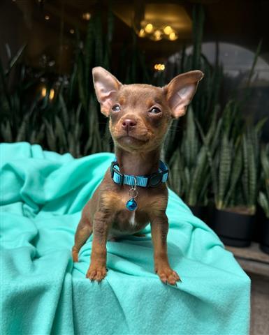 $350 : 🤗🐶 Cachorrito Chihuahua image 1