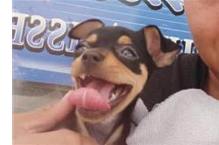 $500 : Chihuahua en venta image 1