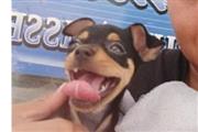 Chihuahua en venta en Miami