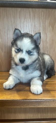 $400 : Siberian Husky Puppies image 4