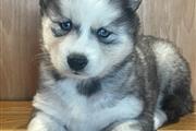 $400 : Siberian Husky Puppies thumbnail