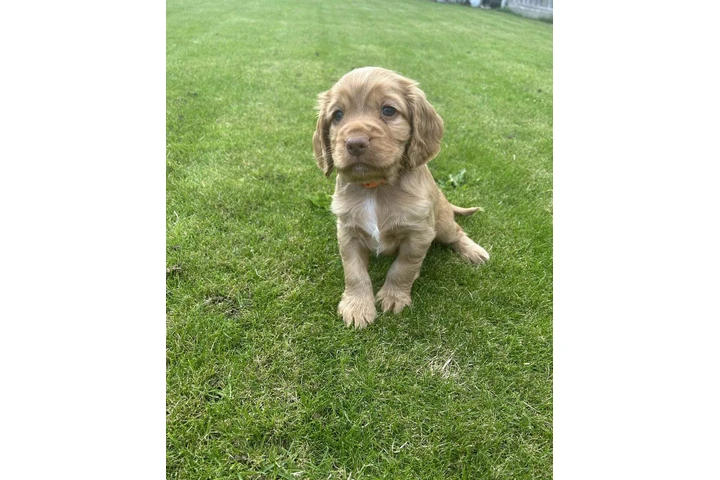 Cocker spaniel puppies image 4