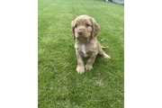 Cocker spaniel puppies thumbnail