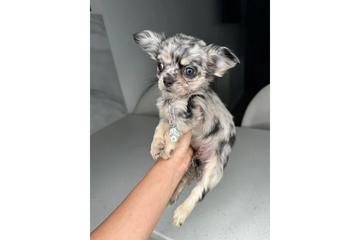 $300 : Teacup Chihuahua puppies image 3