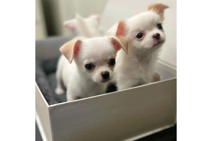 $450 : BeautifHeul Chihuahua puppies image 3