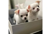 $450 : BeautifHeul Chihuahua puppies thumbnail