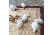 Pomerania en venta en Atlanta