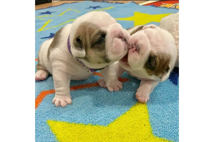 $350 : Bulldog inglés image 9
