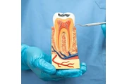 Bui Phuong-Ly Thi - Dentista thumbnail 4