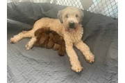 $1400 : 4 Whoodle puppies thumbnail