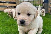 $450 : Cachorros Golden Retriever thumbnail