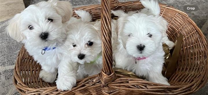 $500 : Malteses Teacup a la venta image 1