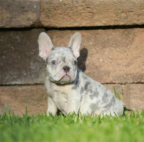 $300 : French Bulldogs image 3