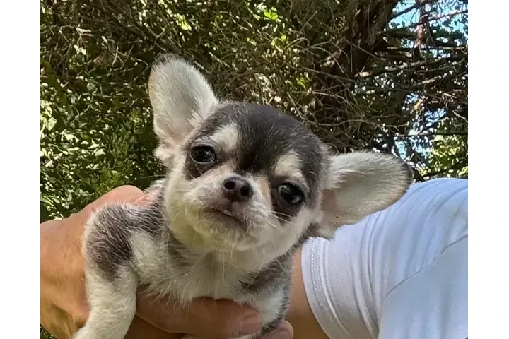 $2400 : Chihuahua puppies SH and LH image 5