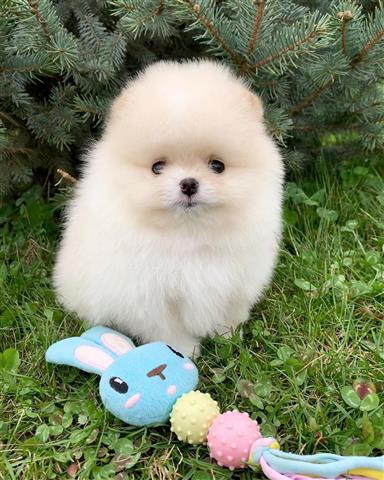 $500 : Teacup pomeranian puppies image 8