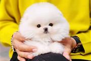 $400 : Pomeranian puppies thumbnail