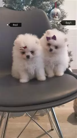 Pomeranian female puppies image 1