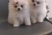 Pomeranian female puppies en Omaha