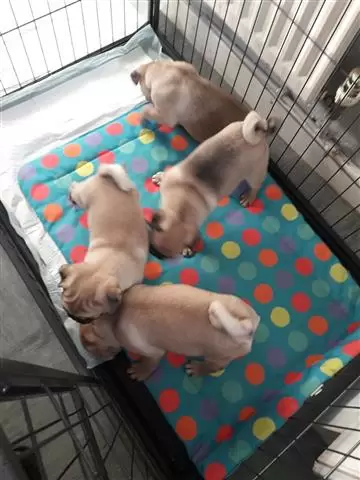 Male and Female Pug puppies image 2