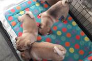 Male and Female Pug puppies thumbnail