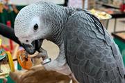 $300 : Lil wanye parrots thumbnail