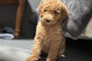 2 month golden doodle female en Ventura