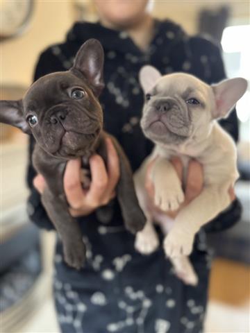 $520 : Two French bulldog Available image 2