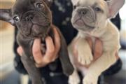 $520 : Two French bulldog Available thumbnail