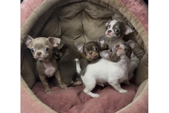 $350 : Cachorros Chihuahua image 2
